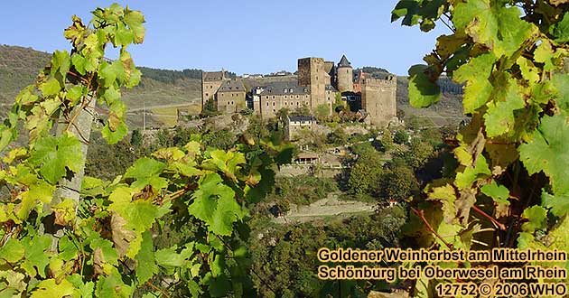 Goldener Weinherbst am Mittelrhein. Schnburg bei Oberwesel am Rhein.